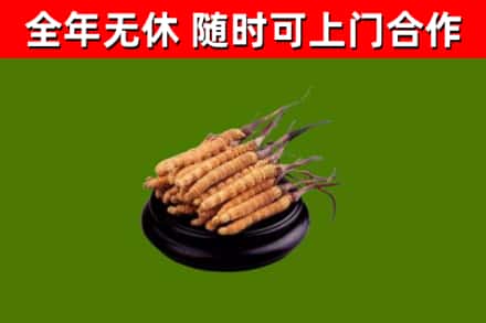 衢州回收散虫草